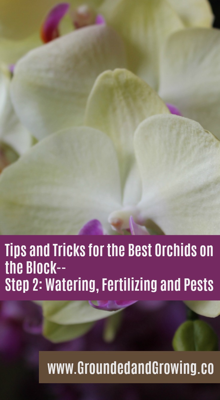 Tips and Tricks for the Best Orchids on the Block– Step 2: Watering, Fertilizing and Pests