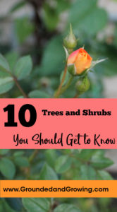 easy maintenance unique trees shrubs