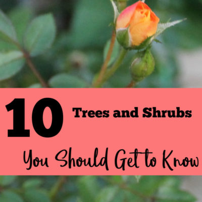 10 Trees and Shrubs You Should Get to Know