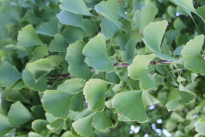 Gingko leaves unique