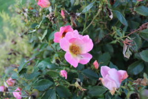 Rainbow Knock Out Rose easy maintenance shrub