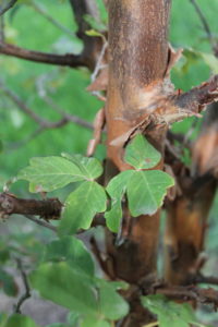 Paperbark maple unique tree