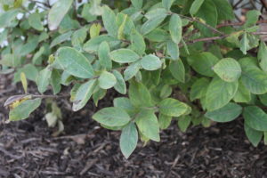 Honeyberry easy maintenance shrub fruit