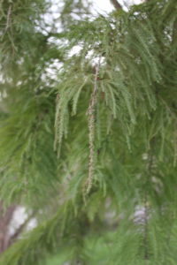 Baldcypress male flower unique tree easy maintenance