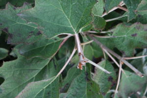 Oak Leaf Hydrangea easy maintenance shrub