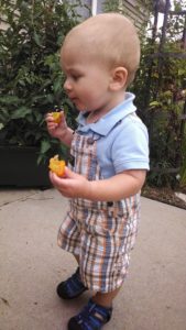 boy eating tomatoes