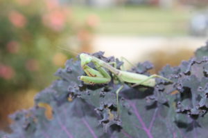 praying mantis on purple kale margin