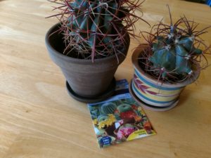 cactus from seed