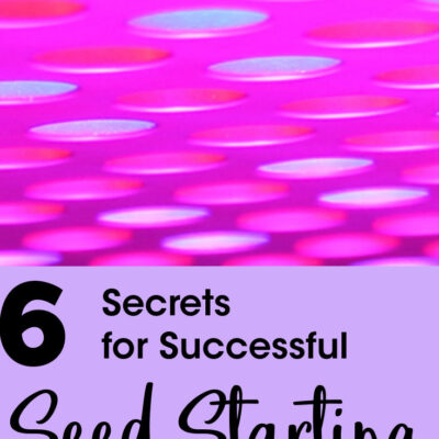 6 Secrets for Successful Seed Starting