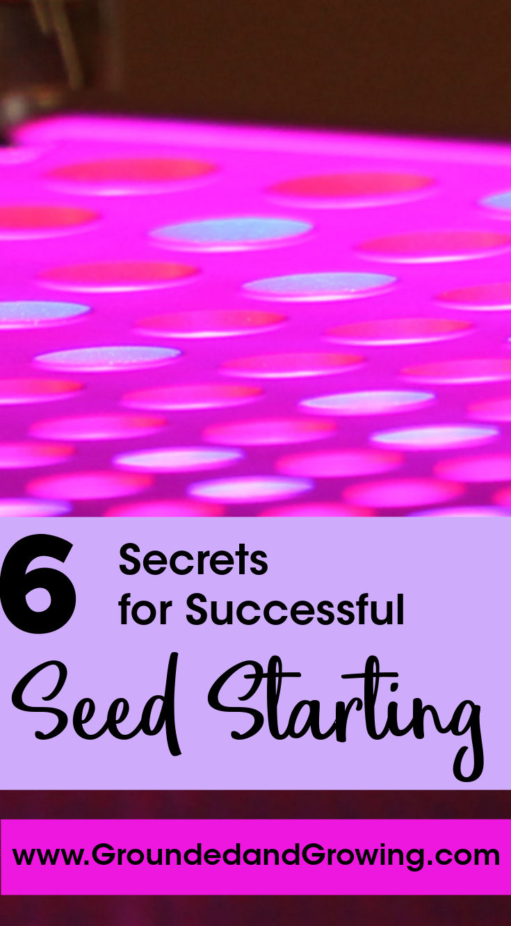 6 Secrets For Successful Seed Starting