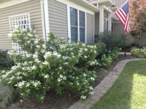 Hydrangea paniculata 'Quick Fire'