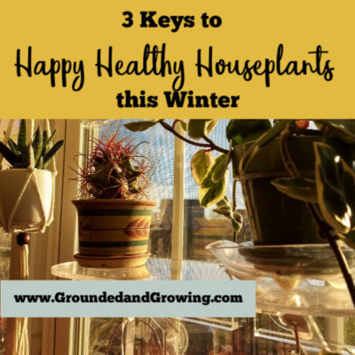 3 Keys to Happy Healthy Houseplants this Winter
