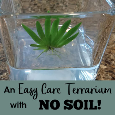 An Easy Care Terrarium with No Soil