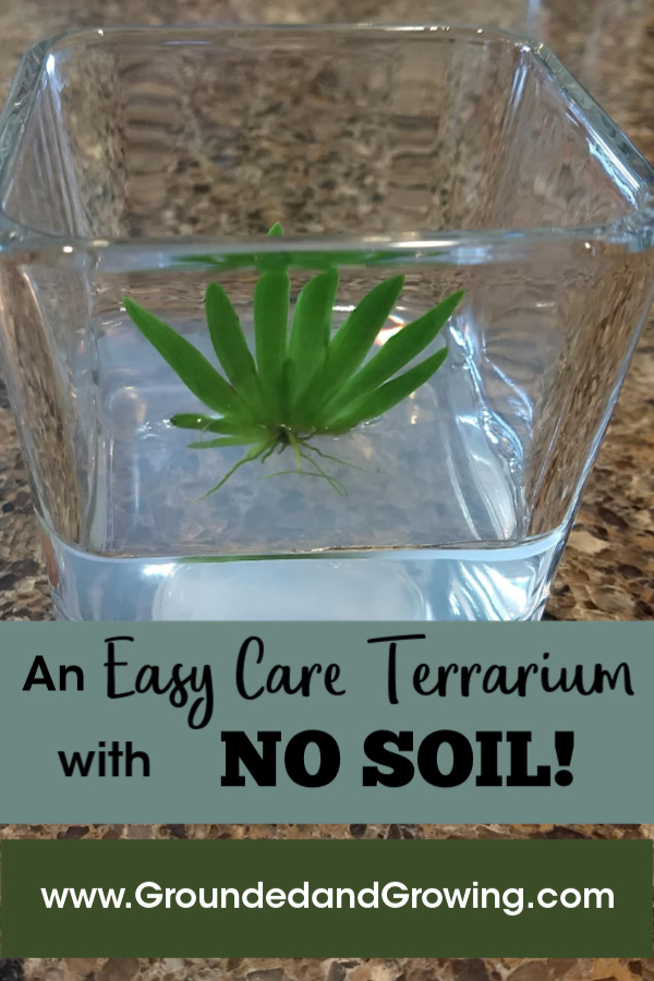Easy Care Terrariums without Soil?