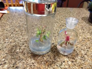 Bloomify celosia terrariums