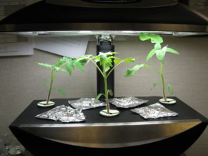 Tomato seedlings aerogarden