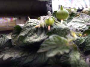growing aerogarden tomatoes