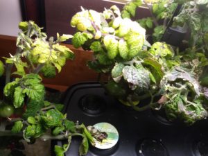 growing aerogarden tomatoes