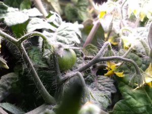 baby aerogarden tomato