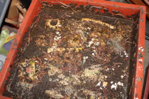 worm composting vermicompost