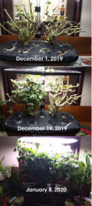 time lapse aerogarden tomatoes