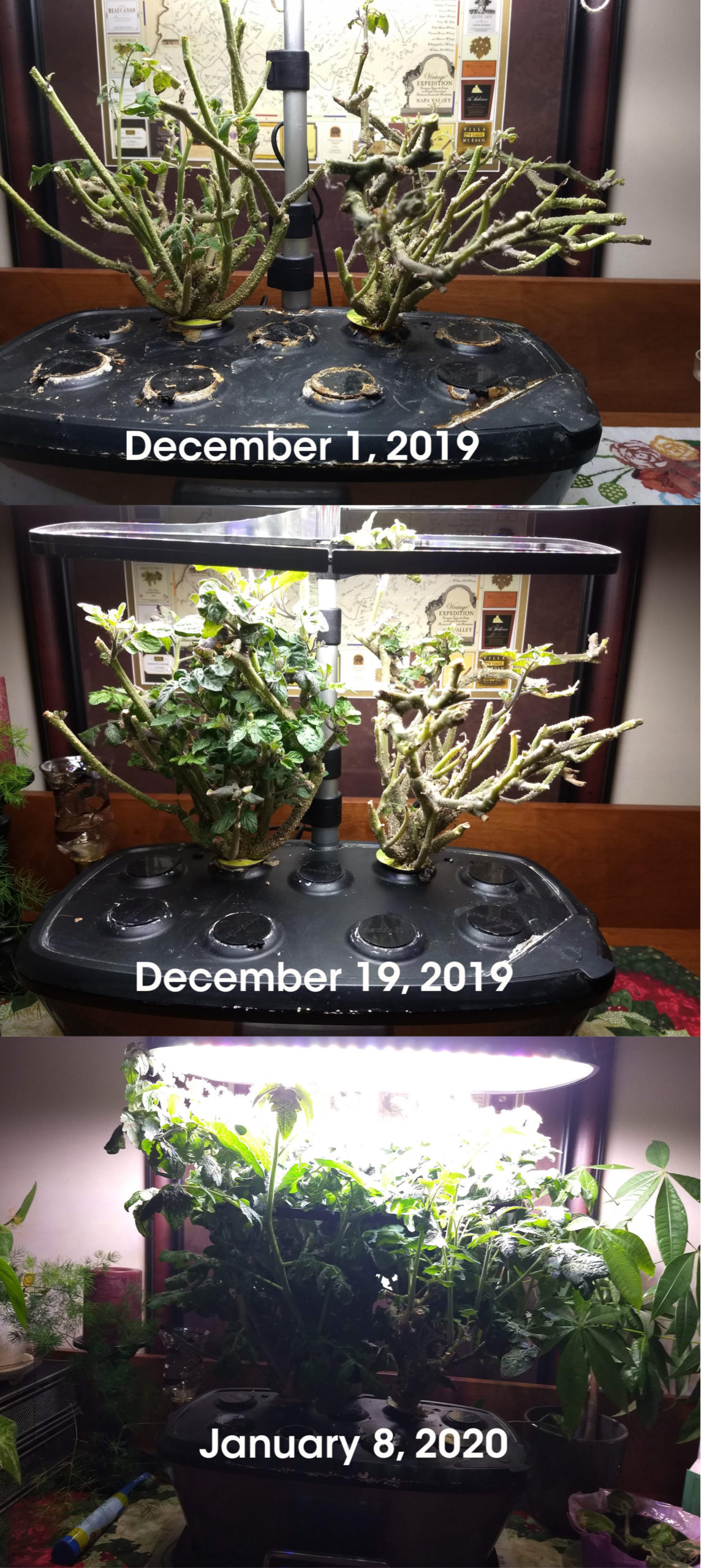 How to Grow Fresh Tomatoes All Winter with an Aerogarden