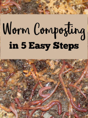 How to Succeed at Worm Composting in 5 Easy Steps