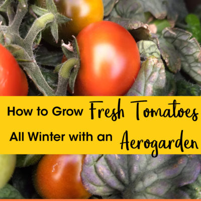 How to Grow Fresh Tomatoes All Winter with an Aerogarden