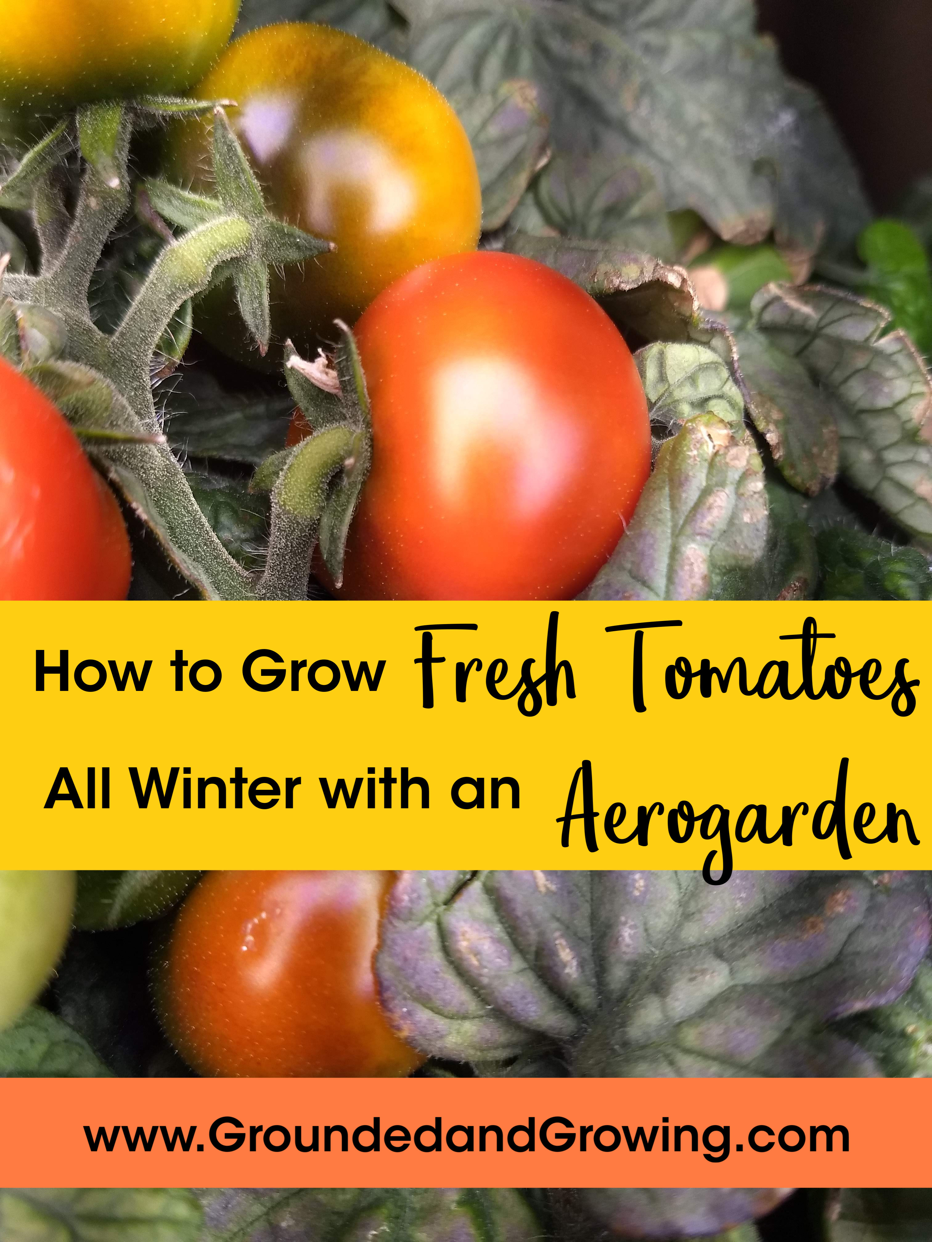 How to Grow Fresh Tomatoes All Winter with an Aerogarden