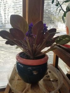 african violet propagation cuttings