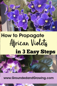 easy african violet cuttings propagation