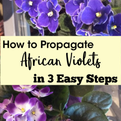 How to Propagate African Violets in 3 Easy Steps