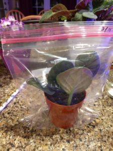 African violet propagation cuttings