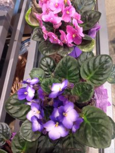 African violets mealybug houseplant pest control