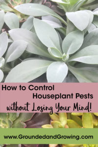 control houseplant pests bugs