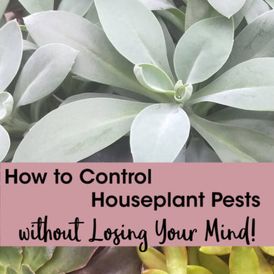 How to Control Houseplant Pests without Losing Your Mind