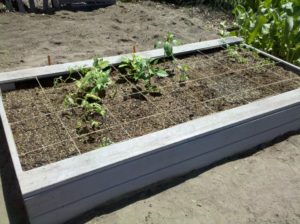 square foot garden 