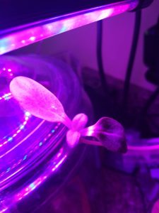 plant LED grow light