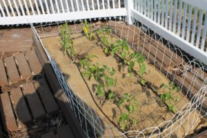 raised bed square foot peppers