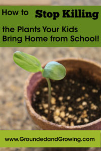 killing alive school plants