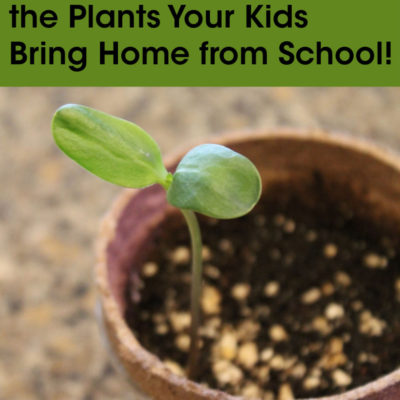 How to Stop Killing the Plants Your Kids Bring Home from School