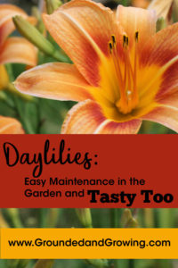 daylily recipe easy