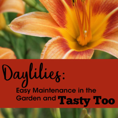 Daylilies: Easy Maintenance in the Garden and Tasty Too!