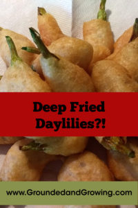 fried daylily recipe