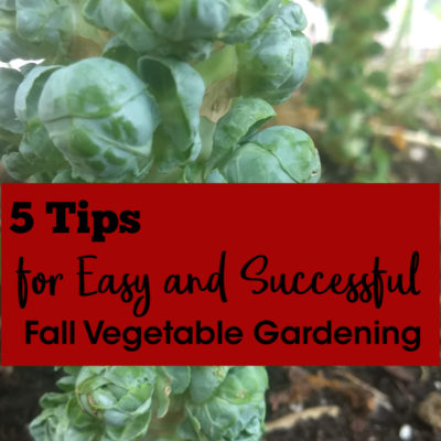 5 Tips for Easy and Successful Fall Vegetable Gardening