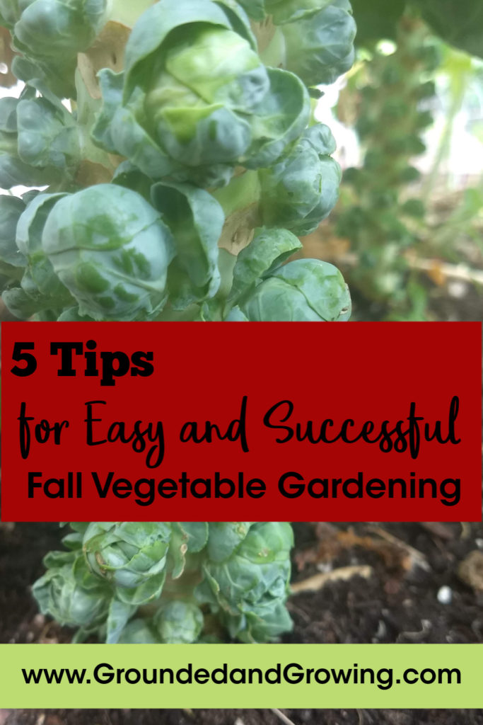 5 Tips for Easy and Successful Fall Vegetable Gardening