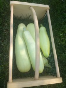 Yellow zucchini in a harvest hod tote